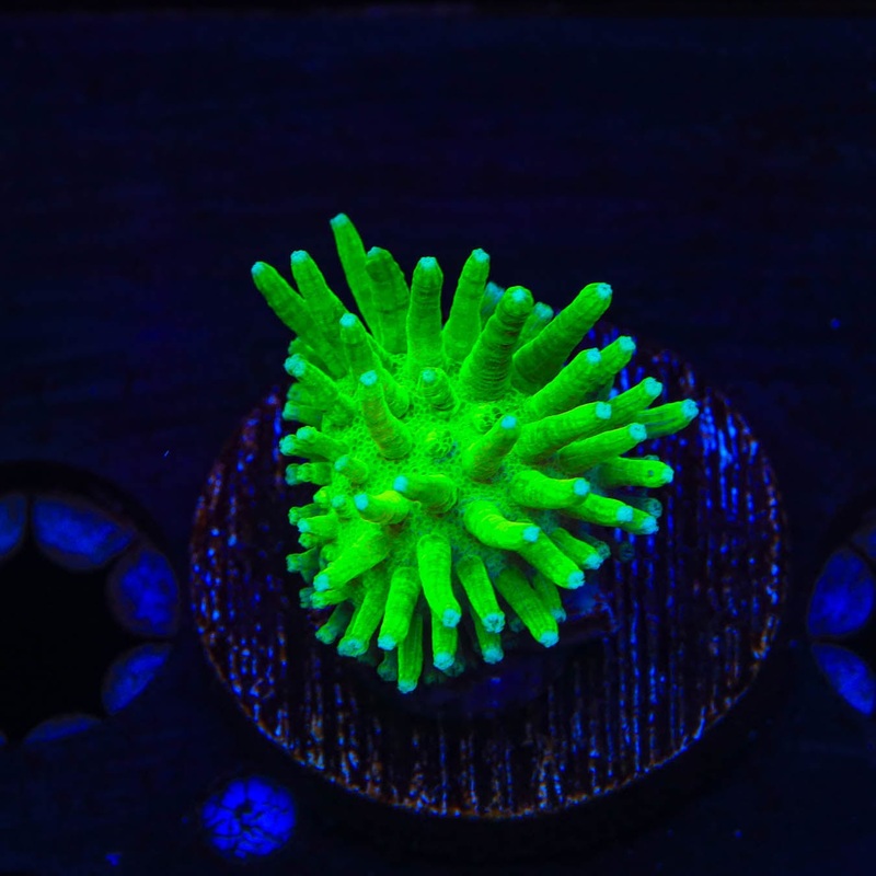 TSA Glowworm Leather Coral