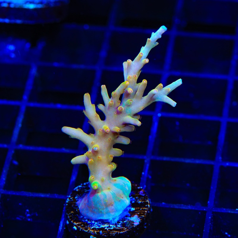 TSA Golden Honeycomb Acropora Coral