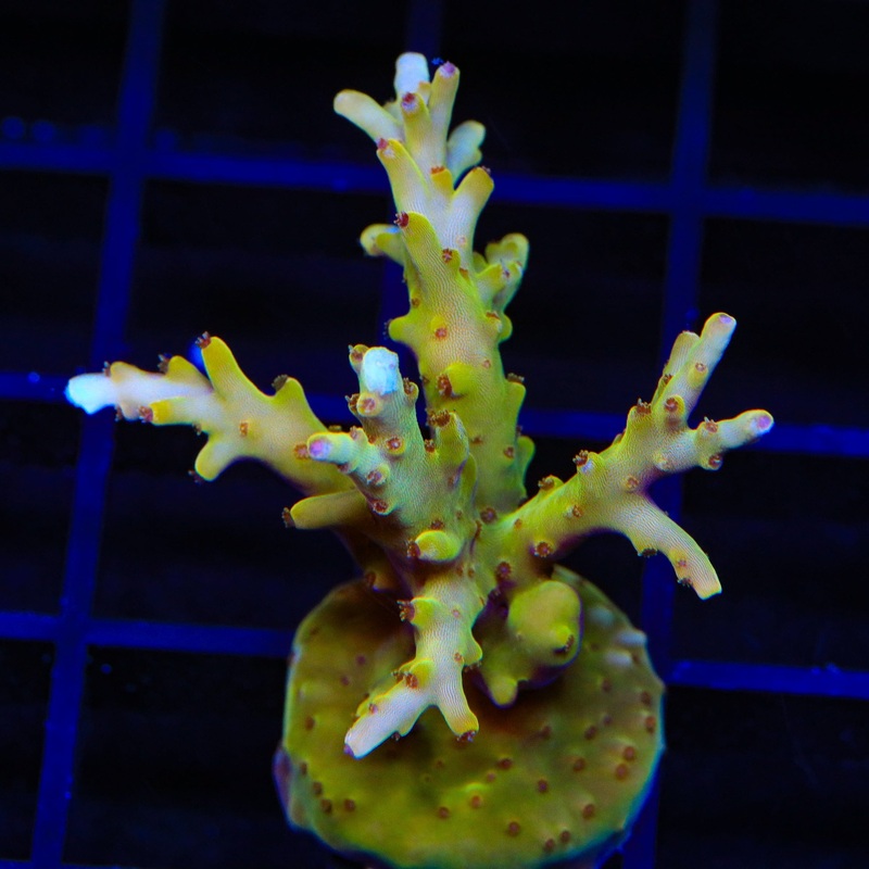 TSA Golden Honeycomb Acropora XL Frag Coral