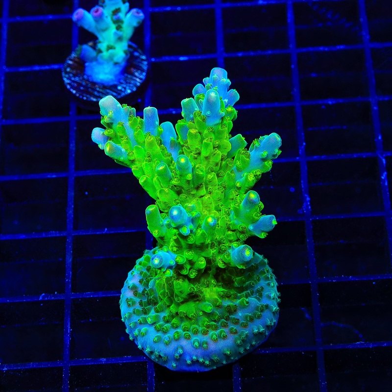 TSA Green Hornet Acropora XL Frag Coral