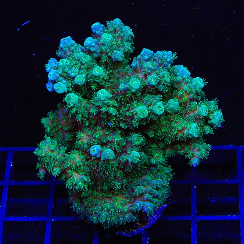 TSA Gremlin Acropora Colony Coral