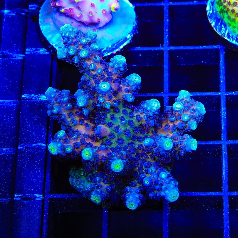 TSA Grimace Fiji Somoensis Acropora XL Frag Coral