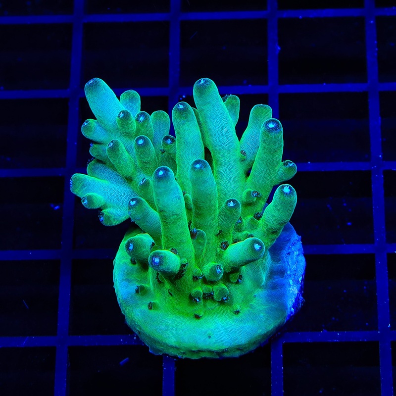 TSA Holy Diver Acropora XL Frag Coral