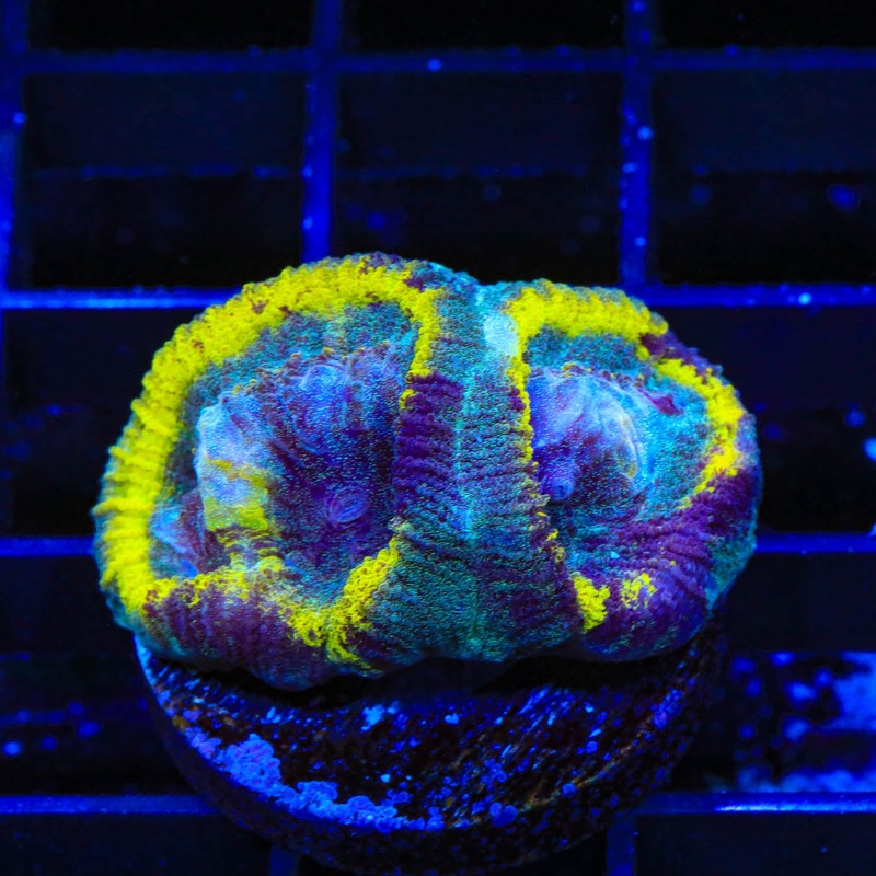 TSA Hop Scotch Favia Coral