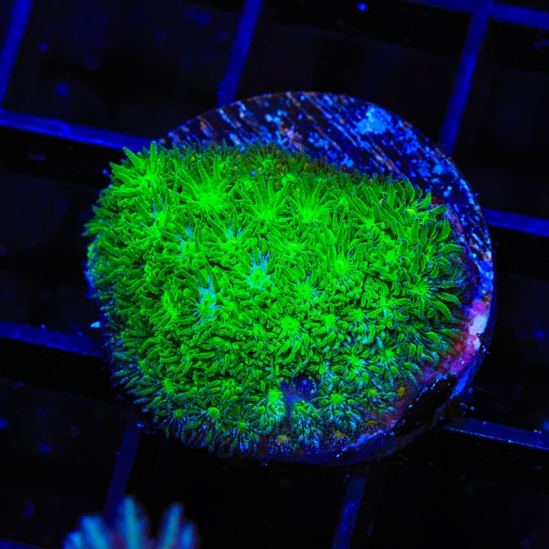 TSA Jade Leptastrea Coral