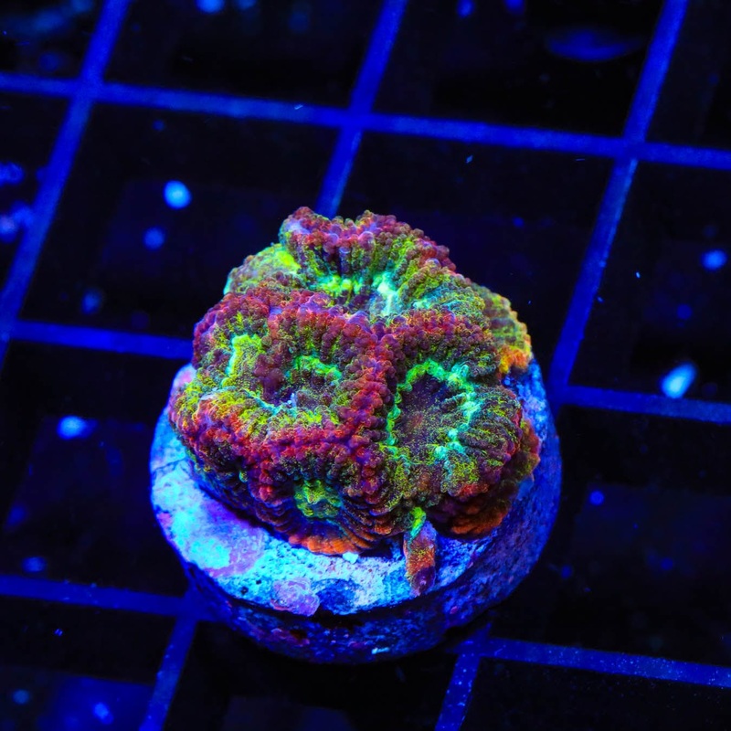 TSA Looper Favia Coral