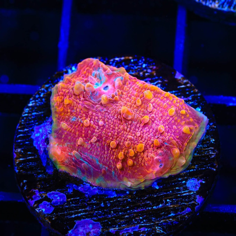 TSA Molton Lava Chalice Coral