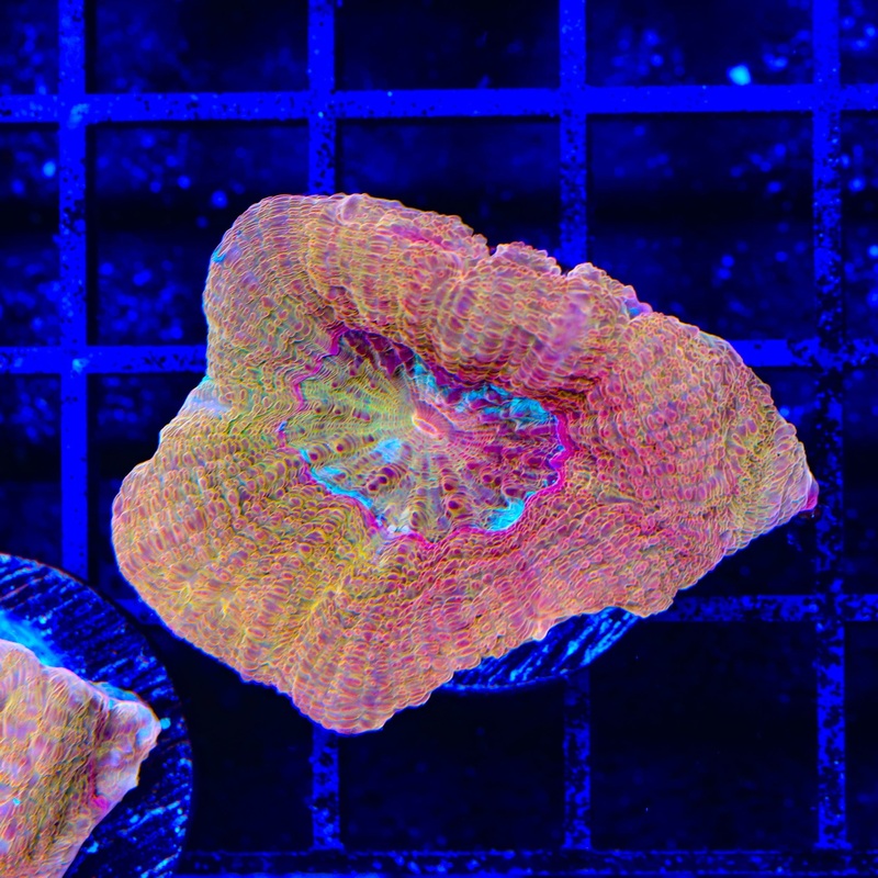 TSA Moon Sugar Bowerbankii Coral