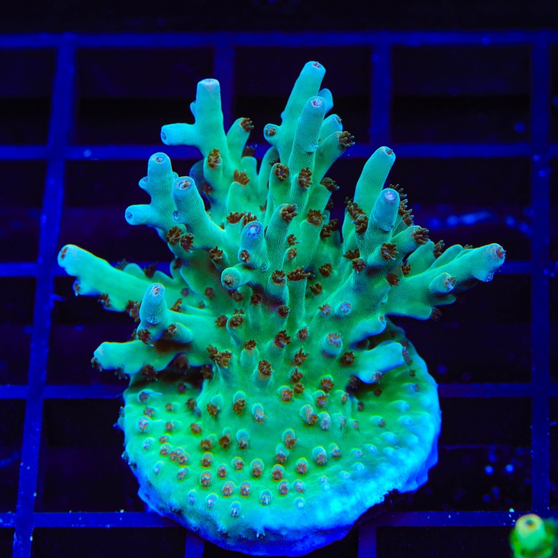 TSA Mr Meeseeks Acropora XL Frag Coral