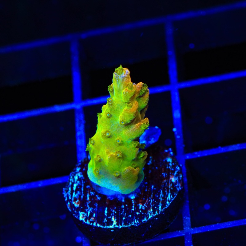 TSA Orangesicle Acropora Coral