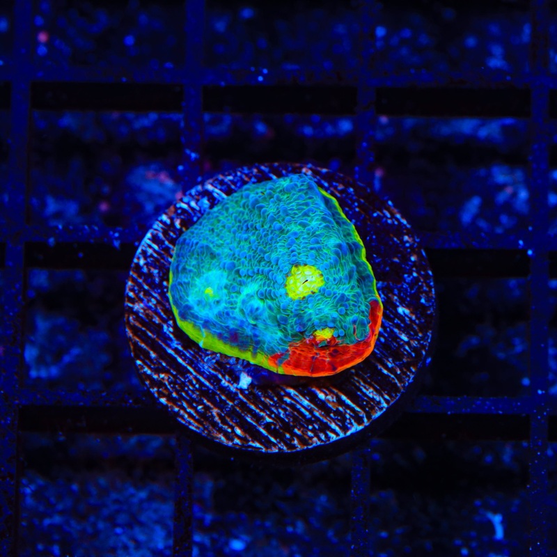 TSA Rainbow Chalice Coral