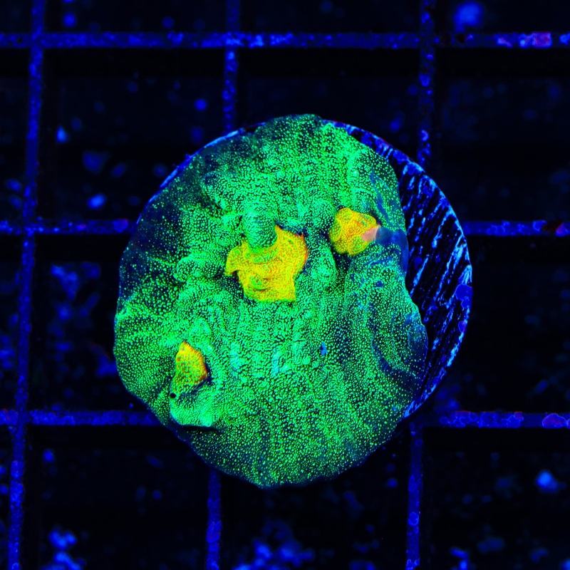 TSA Raja in Pajamas Chalice Coral