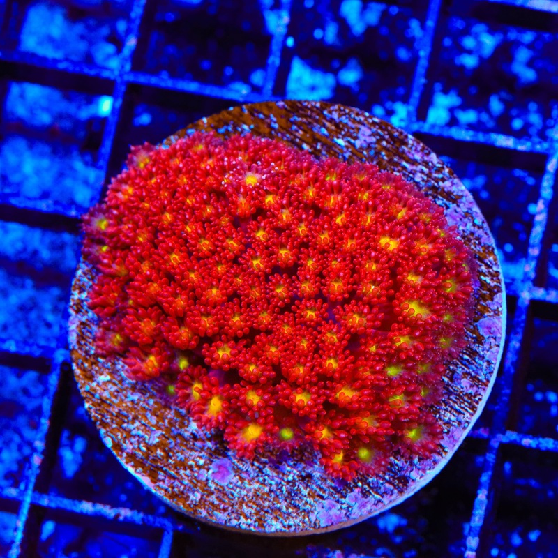 TSA Raspberry Limeade Goniopora Colony Coral