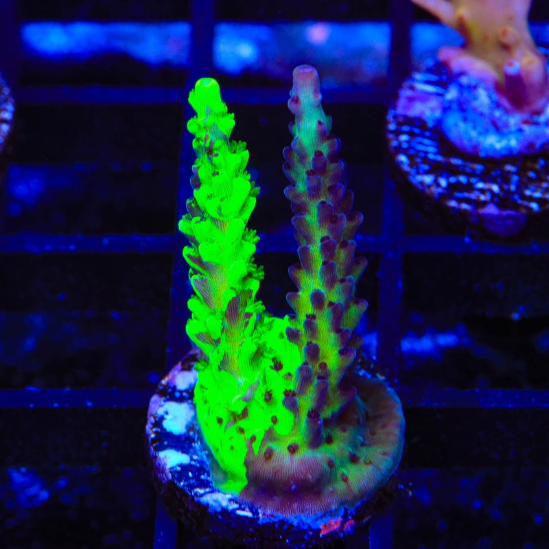 TSA Raspberry Splice Acropora Coral