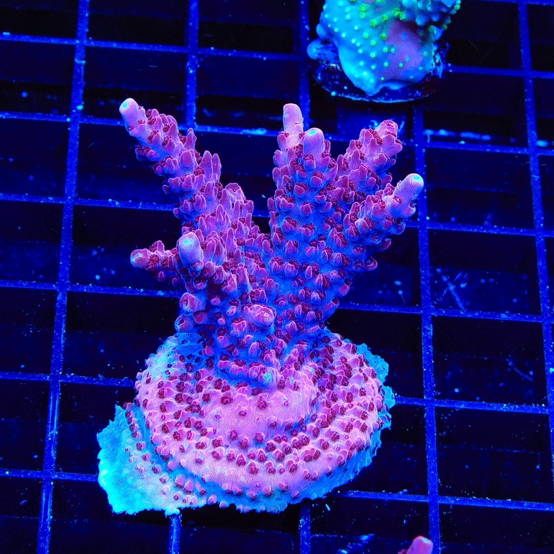 TSA Red Robin Acropora XL Frag Coral