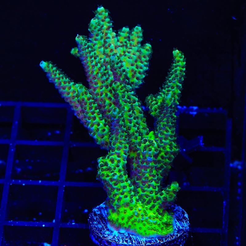 TSA Rick Moranis Acropora Colony Coral