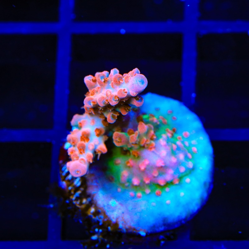 TSA Rose Bloom Acropora Coral
