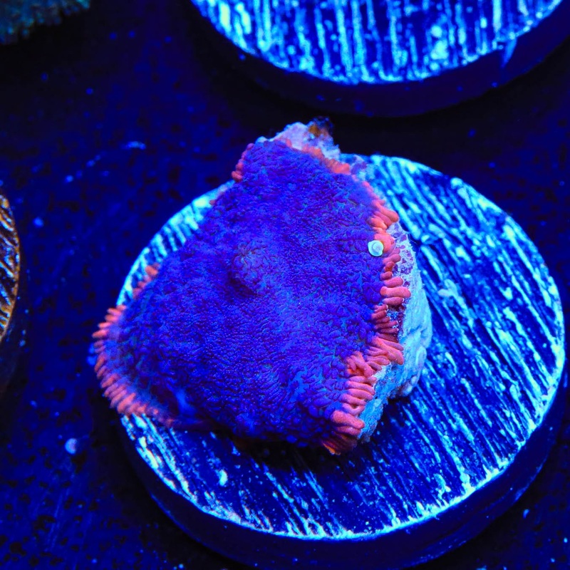 TSA Saturns Ring Rhodactis Mushroom Coral