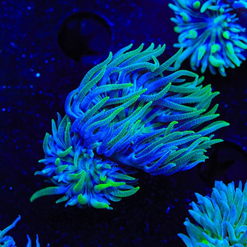TSA Slam Duncan Coral