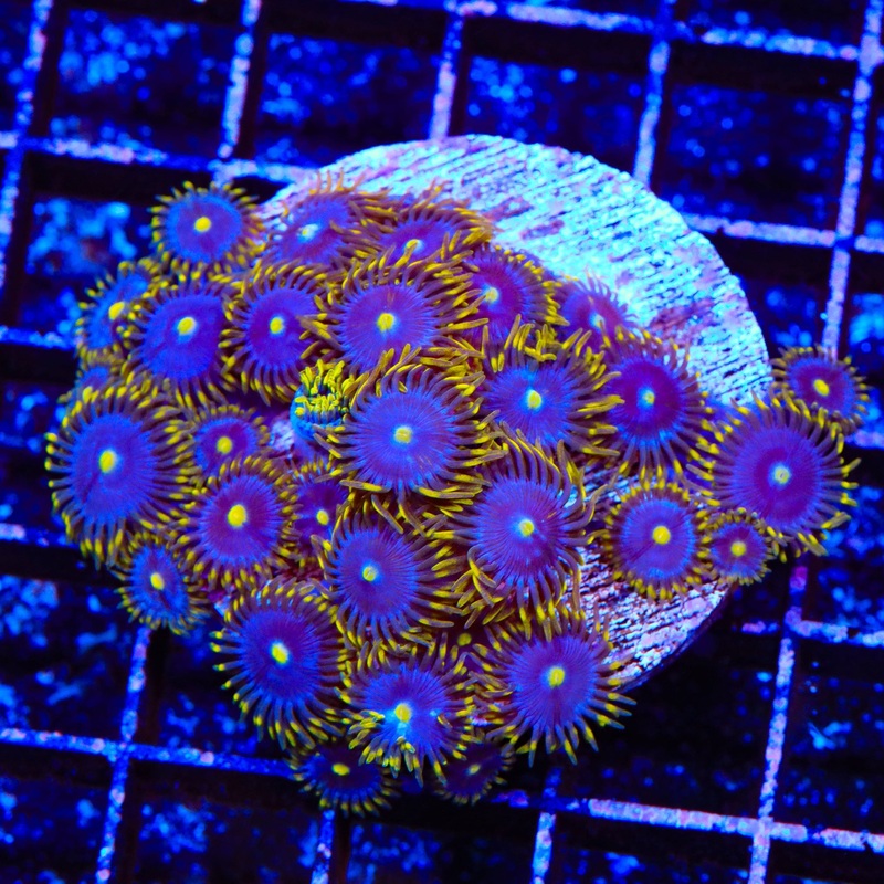 TSA Smurfette Zoanthids Colony Coral