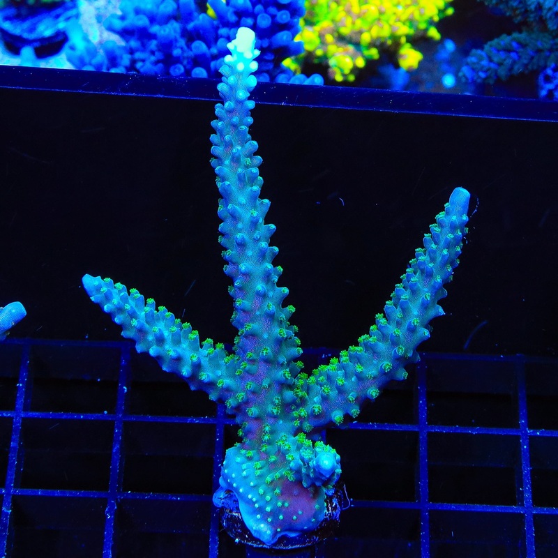 TSA Snozzberry Acropora XL Frag Coral