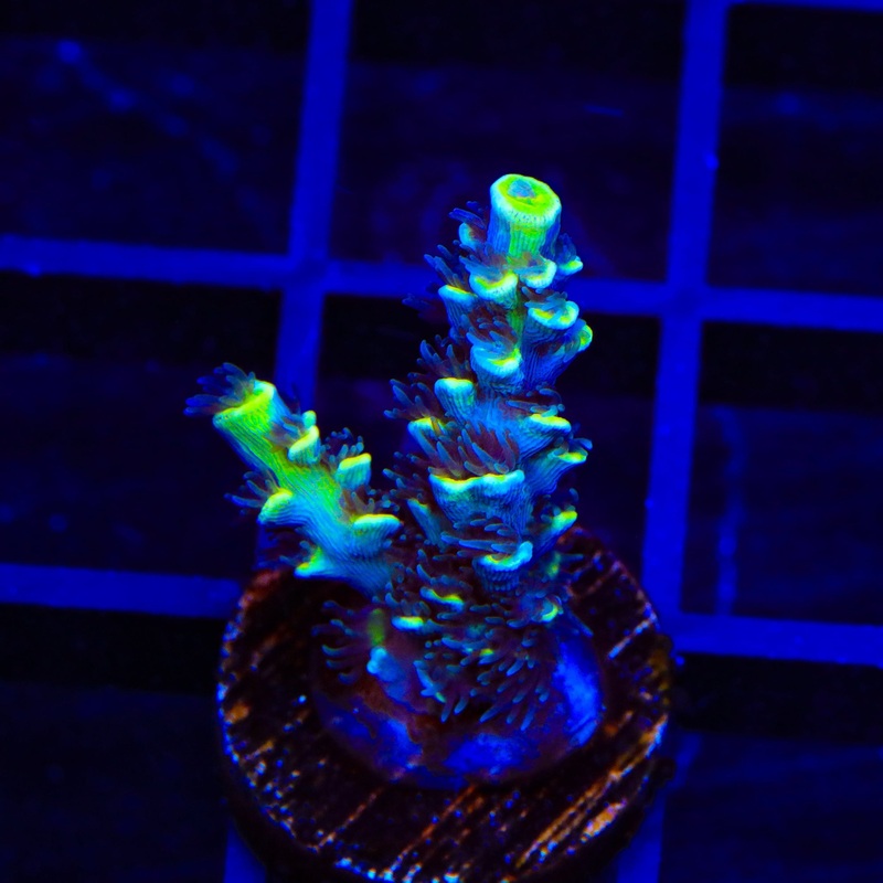 TSA Sour Diesel Tenuis Acropora Coral