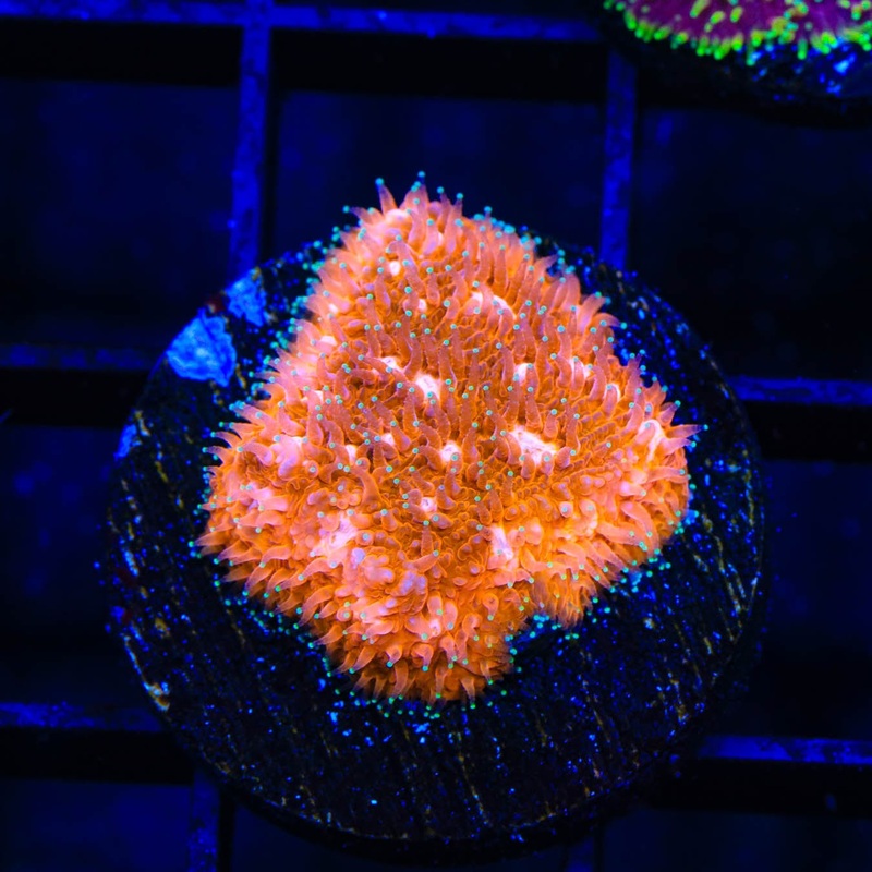 TSA Sour Orange Lithophyllon Coral