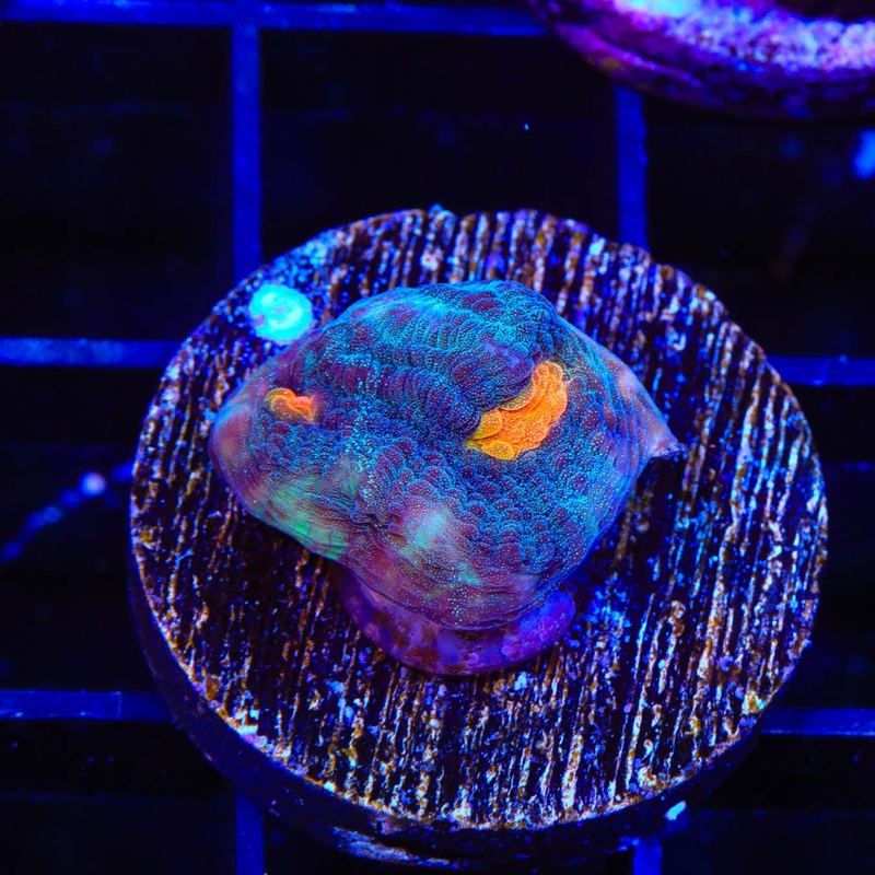 TSA Space Out Chalice Coral