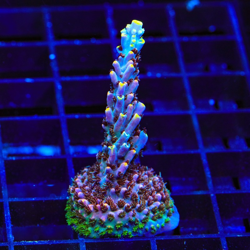 TSA Spyro the Dragon Acropora Coral