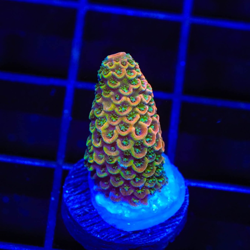 TSA Starburst Scream Spathulata Acropora Coral