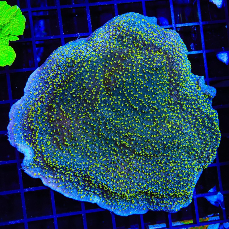 TSA Starry Night Montipora Cap Colony Coral