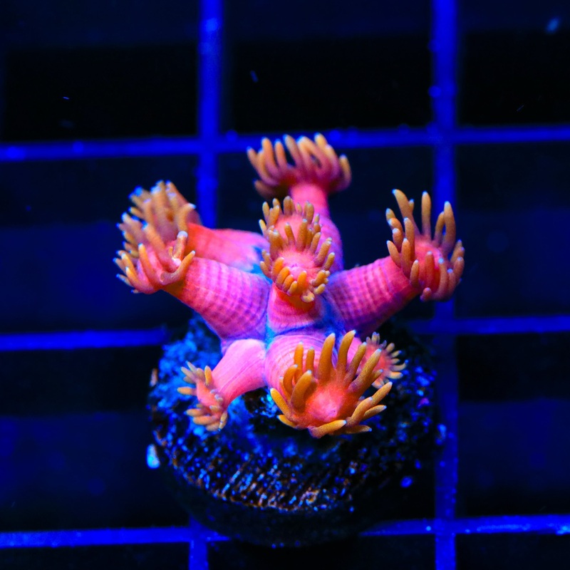 TSA Strawberries on Fire Goniopora Coral