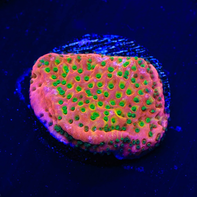 TSA Sugar High Montipora Coral