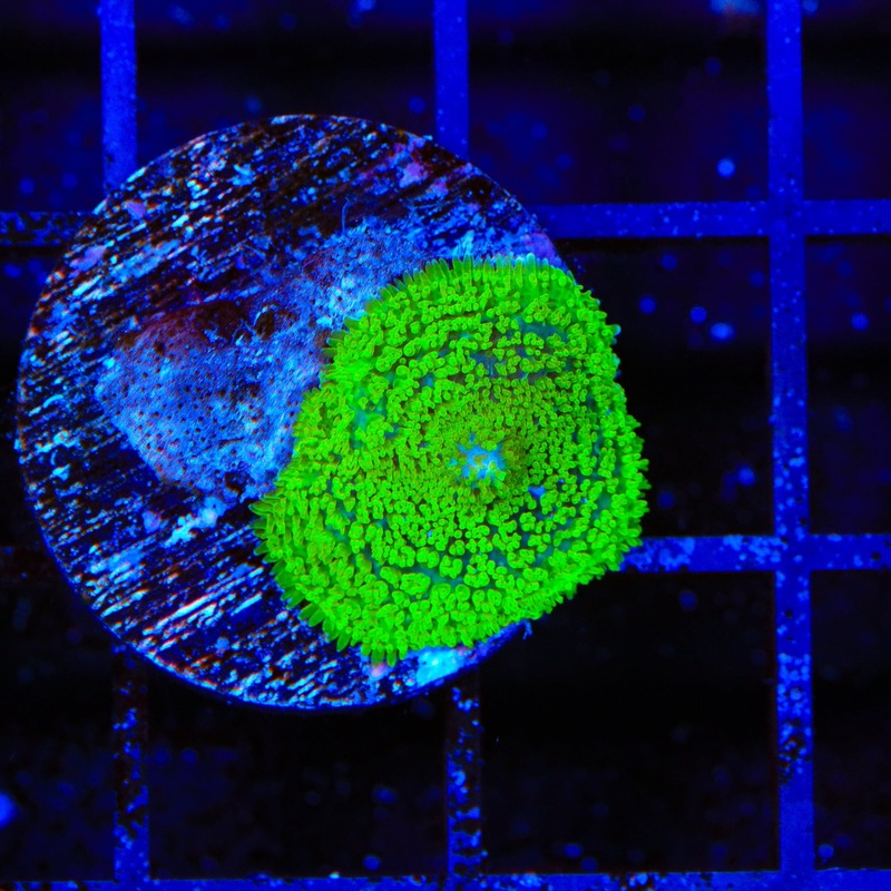 TSA Swamp Thing Mushroom Coral