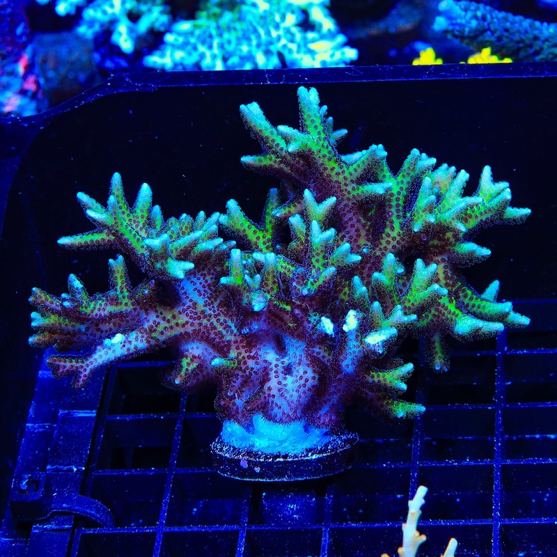 TSA Teal Birdsnest Colony Coral