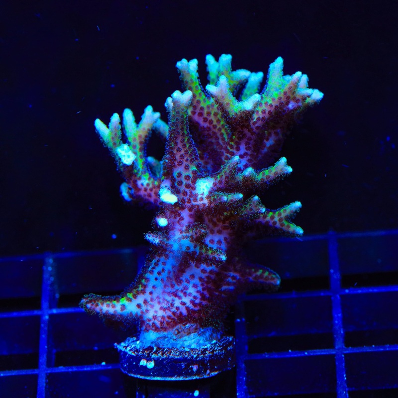 TSA Teal Birdsnest XL Frag Coral