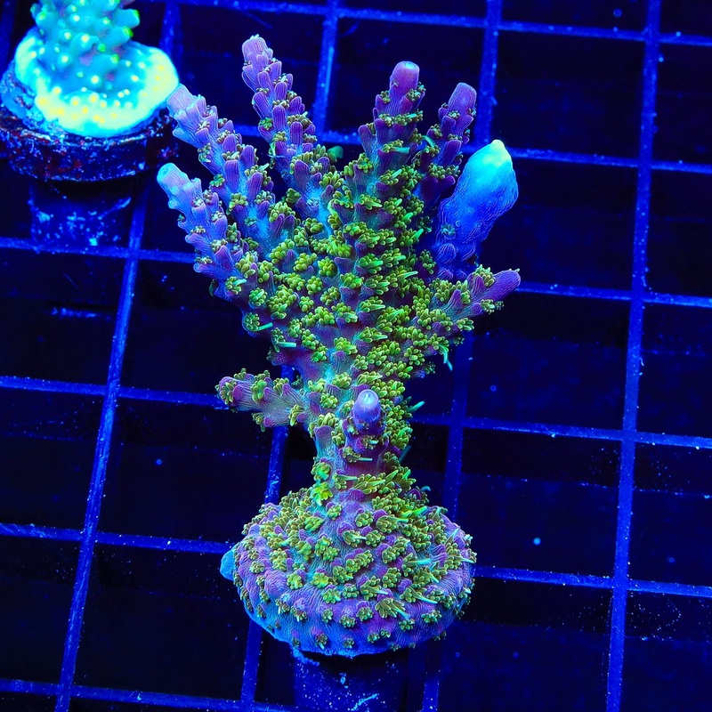 TSA The Fuzz Acropora XL Frag Coral
