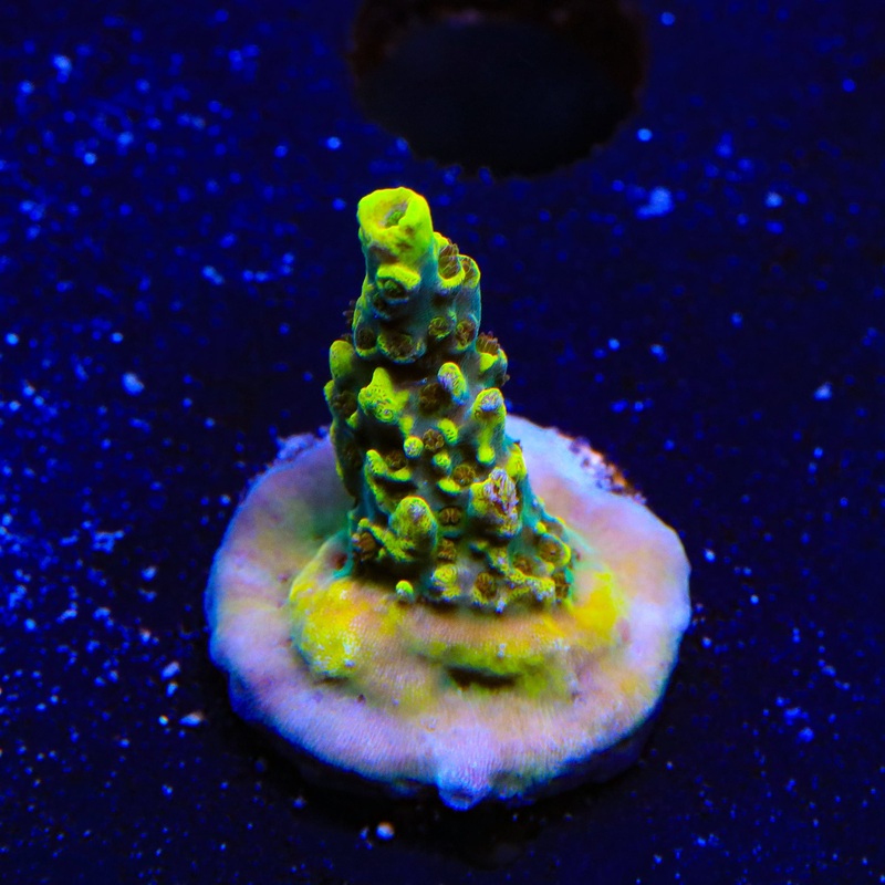 TSA Thunderstruck Acropora Coral
