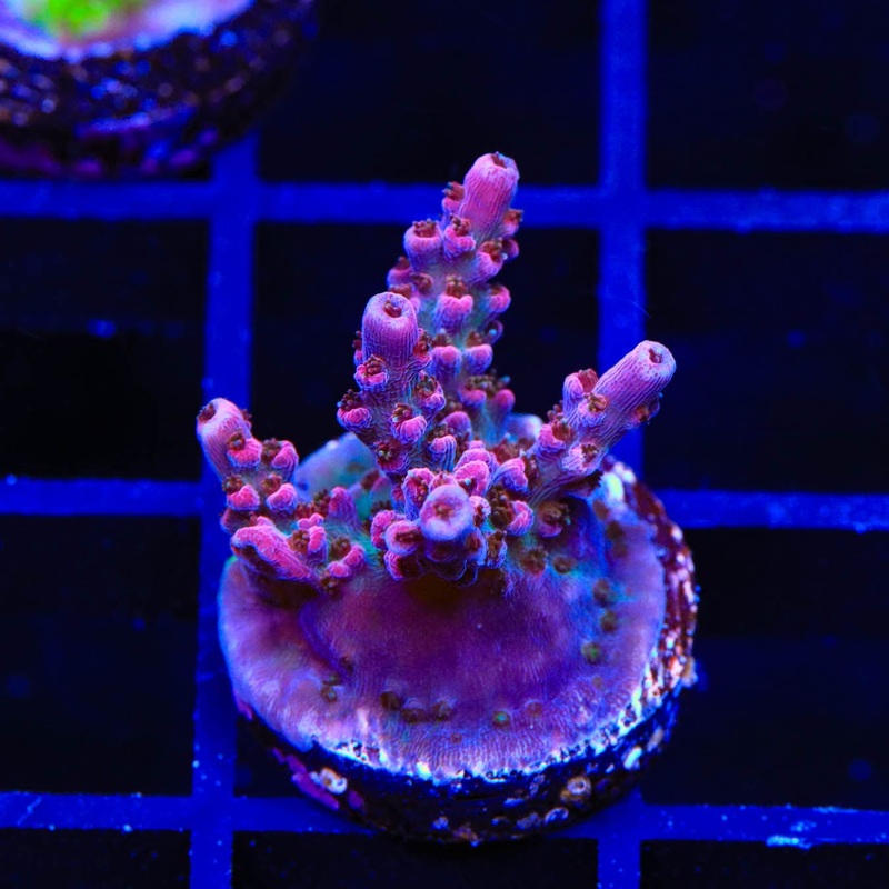 TSA Victoria Secret Acropora Coral