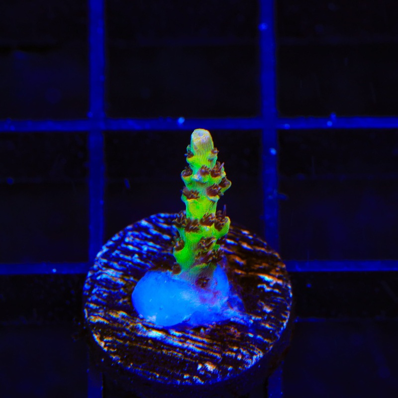 Tyree Pink Lemonade Acropora Coral