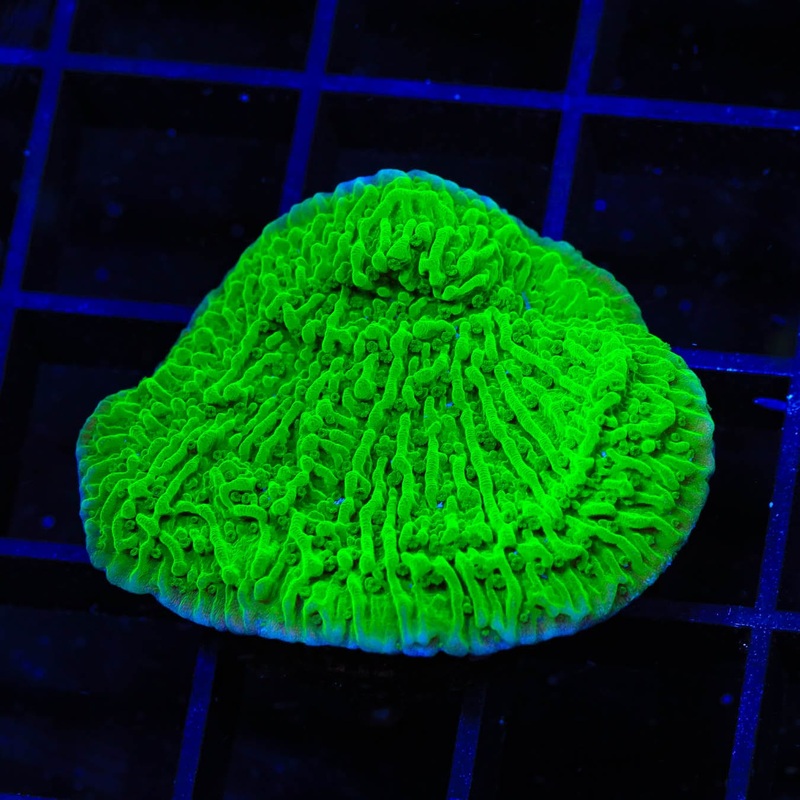 Tyree Toxic Green Aequituberculata Montipora Cap Coral