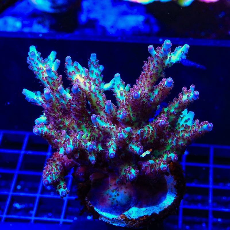 Vivids Rainbow Delight Acropora Colony Coral