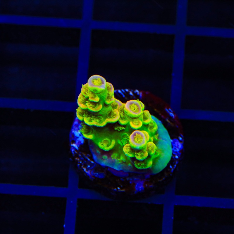 Walt Disney Tenuis Acropora Coral
