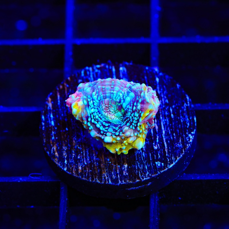 Warp Zone Bowerbankii Coral