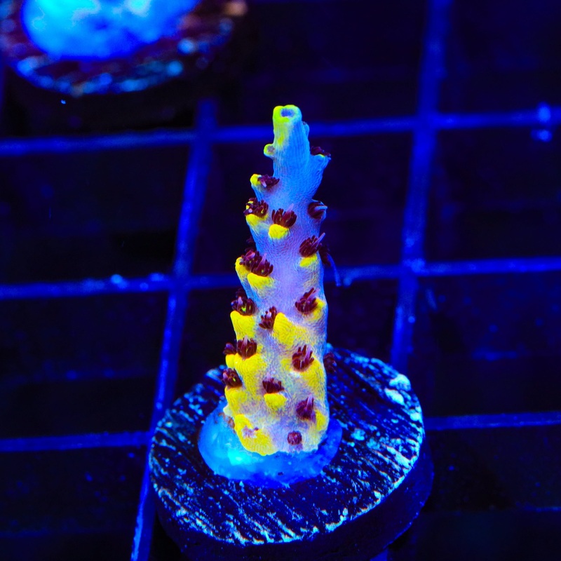 WWC Afterparty Acropora Coral