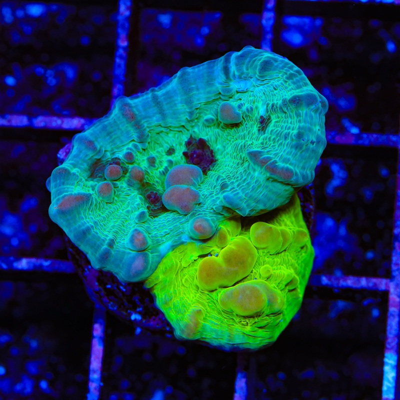WWC Cosmic Candy Bounce Chalice Coral