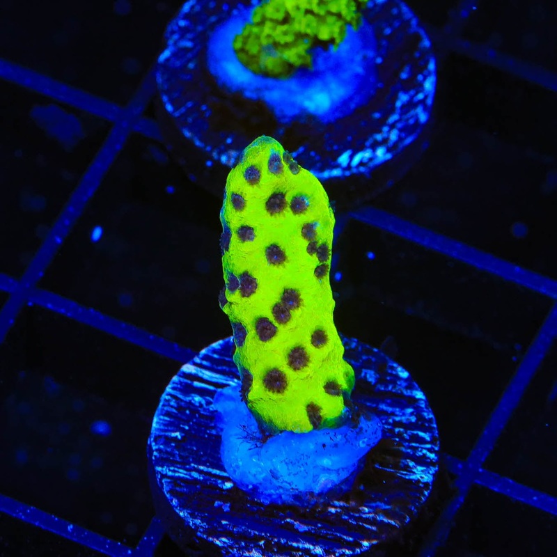 WWC Slimeball Spongodes Montipora Coral