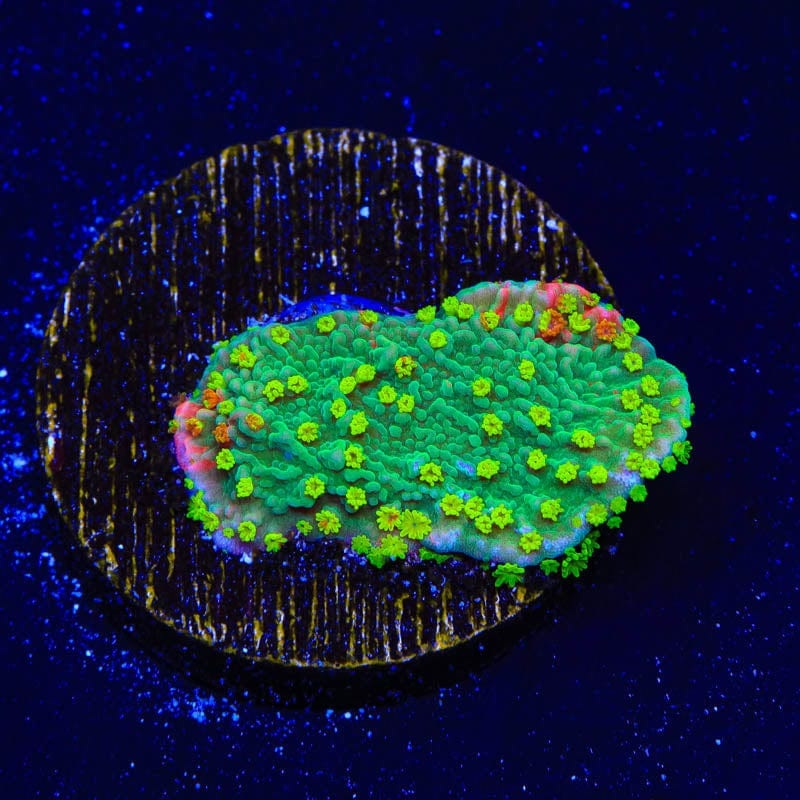 WWC Sunfire Montipora Cap Coral