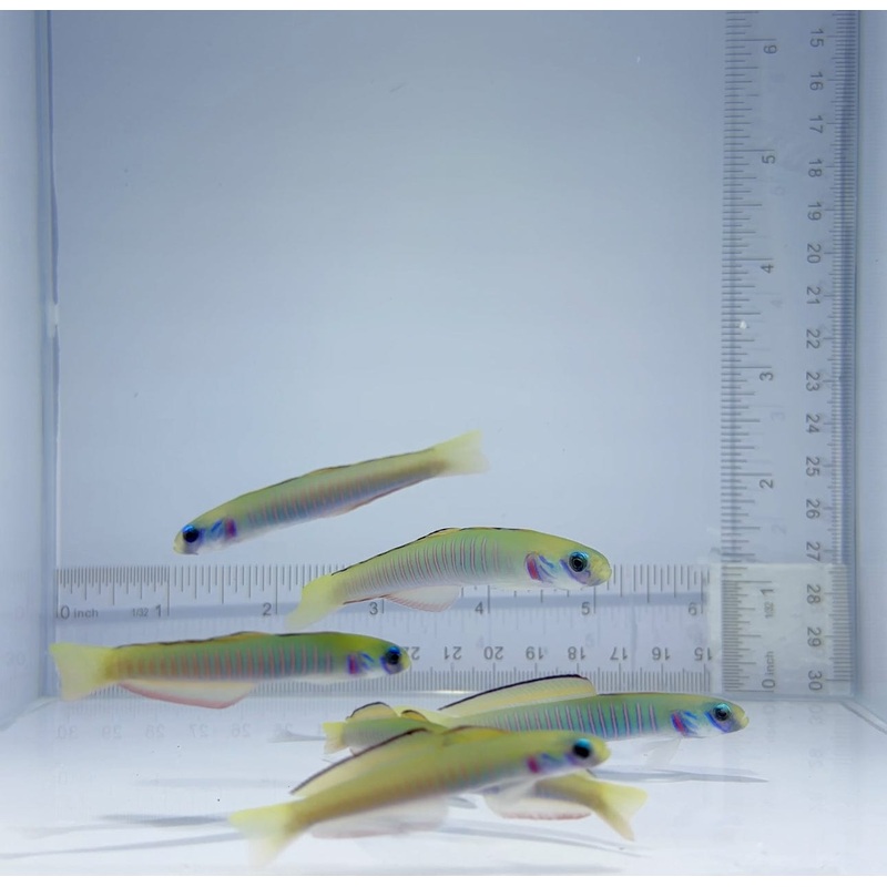Zebra Barred Goby Fish