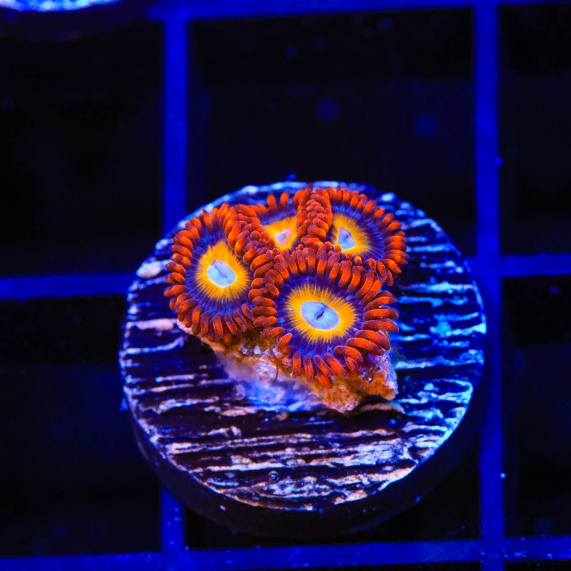Blue Eye Blondie Zoanthids Coral